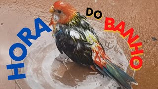 Folhote de Rosella fungindo do banho by Romilton Pena 245 views 1 year ago 6 minutes, 1 second