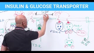 Insulin & Glucose Transporters - EXPLAINED