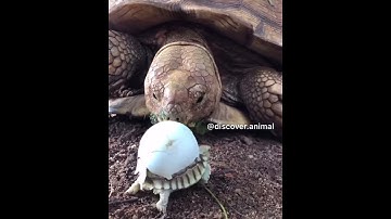 Thumbnail of See the baby turtle meet its turtle mother after hatching