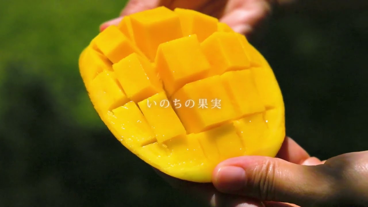 ポトリ果マンゴー 石垣島果樹生産出荷組合