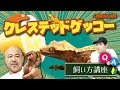 【爬虫類初心者必見】クレステッドゲッコー飼い方講座【ヤモリ】