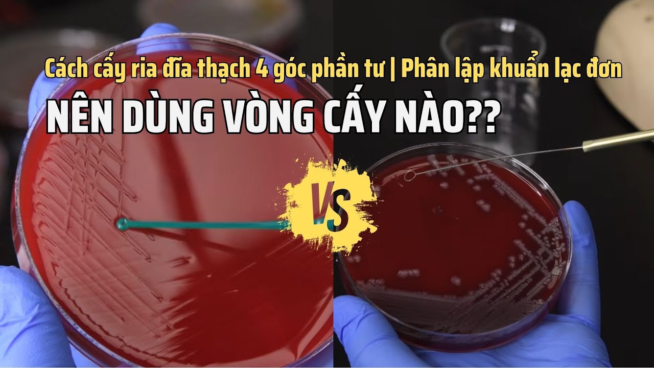 Cách cấy ria đĩa thạch 4 góc phần tư | Phân lập khuẩn lạc đơn | Lab cơ ...
