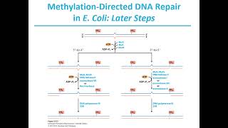 Ch 25: DNA Metabolism Part B