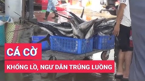 Khánh Hòa: Ngư dân trúng luồng cá cờ biển khổng lồ