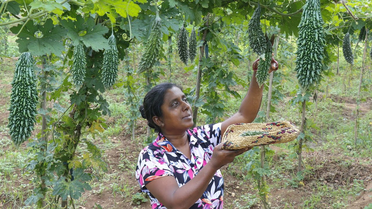 Bitter gourd Ambul Thiyal and Devilled 🥒Make it delicious this way.  village kitchen recipe