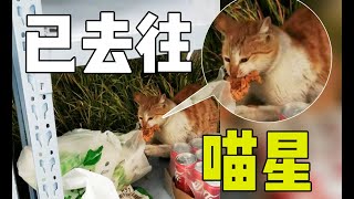 因偷鸡排而走红的流浪小橘猫没想到几天后便惨遭毒手