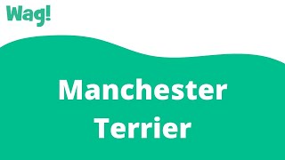 Manchester Terrier | Wag!