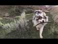 Finn  otis 365  collecting sticks in the morning