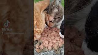 Adorable Cats Enjoying Their Meals! by Cats OVERLOAD 177 views 2 months ago 1 minute, 1 second