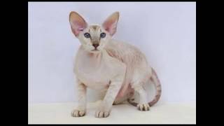 Peterbald Cat and Kittens | History of This Charming Breed by Rony Animal World 794 views 7 years ago 3 minutes, 46 seconds