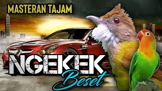 Masteran Lovebird Ngekek Panjang Vs Cucak Jenggot Untuk Isian Murai Batu,Kacer dan Cucak Ijo