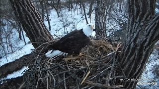 Decorah Eagles- DM2 Visits Nest N2B-Mom Lays First Egg At New Nest N3