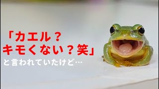 私がカエルを飼い始めた頃の話 When I started keeping frogs. - YouTube