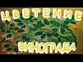 Поможем ВИНОГРАДУ опылиться.