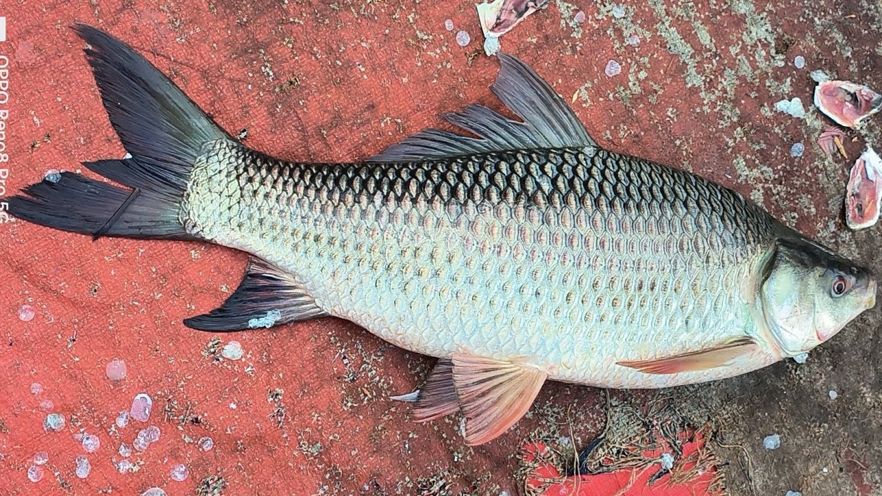 Amazing Cutting Skills | Giant Rohu Fish Cutting Skills By Expert Fish ...