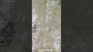 PEQUEÑOS PECES EN ARROYO DE SABIÑÁNIGO-HUESCA-ESPAÑA #naturaleza #rios #paisajes #nature #river