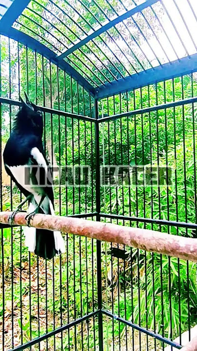 Kacer Gacor Bongkar Isian Cililin dan Pelatuk Beras #shorts