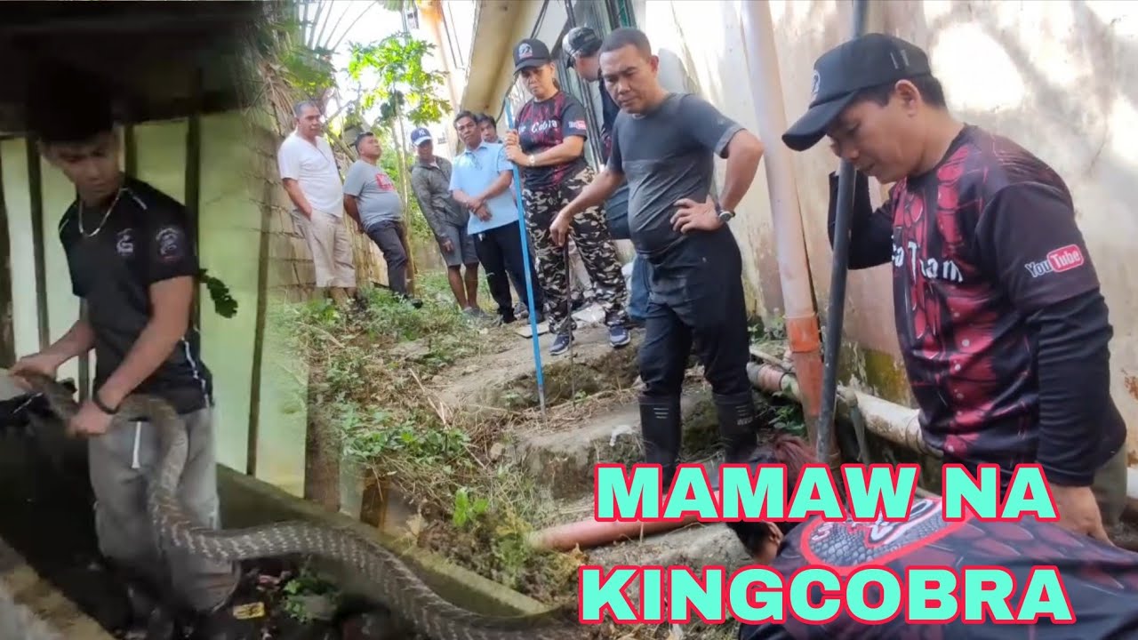 COBRA SA SCHOOL AT NAPAKALAKING KING COBRA #cobraprince 