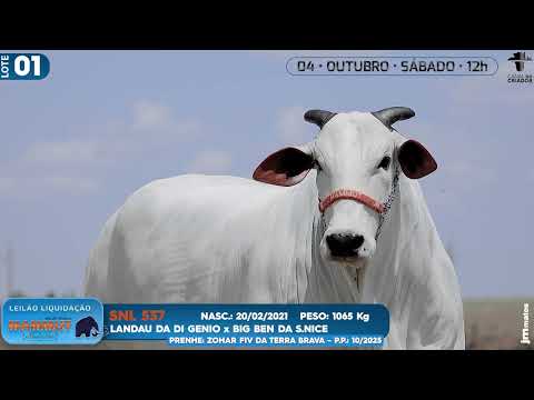 LOTE 01   SNL 537