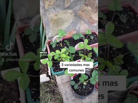Video: Tipos de plantas de fresa - Información sobre las diferentes fresas en el jardín