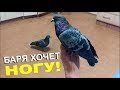 Голубь Баря хочет ногу, а не гулю