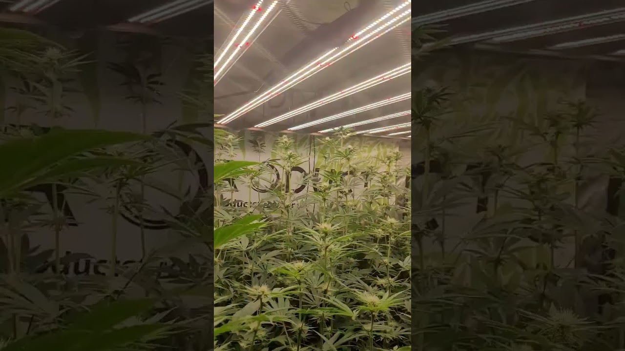 Plants won't stop growing in AirCube system by Grow Ace