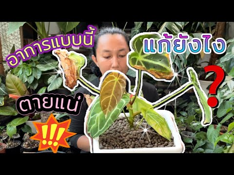 เน็ต เน่า Update New อาการแบบนี้‼️ ใบแห้ง ใบเหลือง โตช้า ใบยับ ทิ้งไว้ตายแน่ แก้ไขยังไง❓ | สวนอุ่นดิน