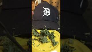“Silverback Gorilla” Cannabis Strain Review w/Professor E