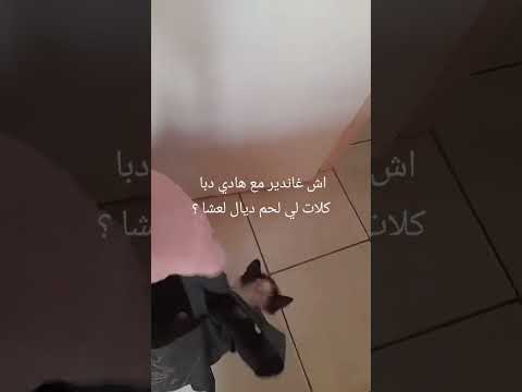 غفلي عليها طير مشاهير العرب محبي القطط  اهميه 