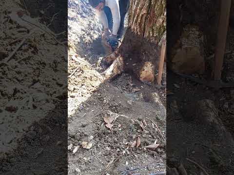 از ریشه در آوردن درخت گردو کهن سال     