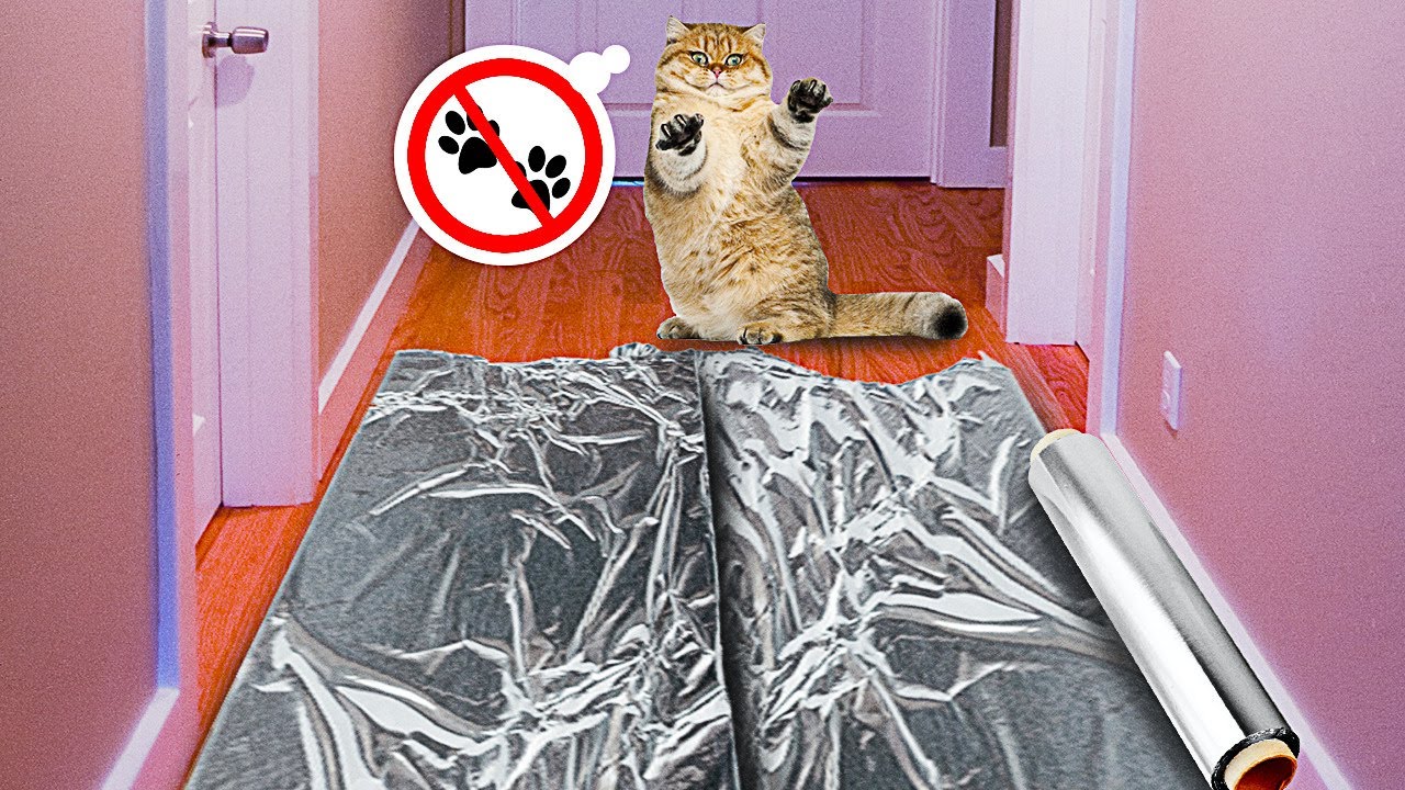 Amazing And Funny Hacks For Pet Owners YouTube