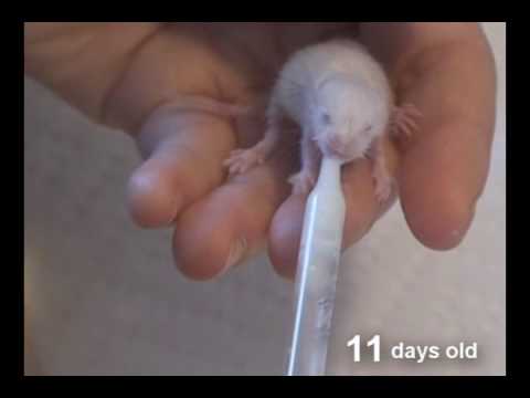 Feeding Little Stuart Cute Baby Mouse Youtube