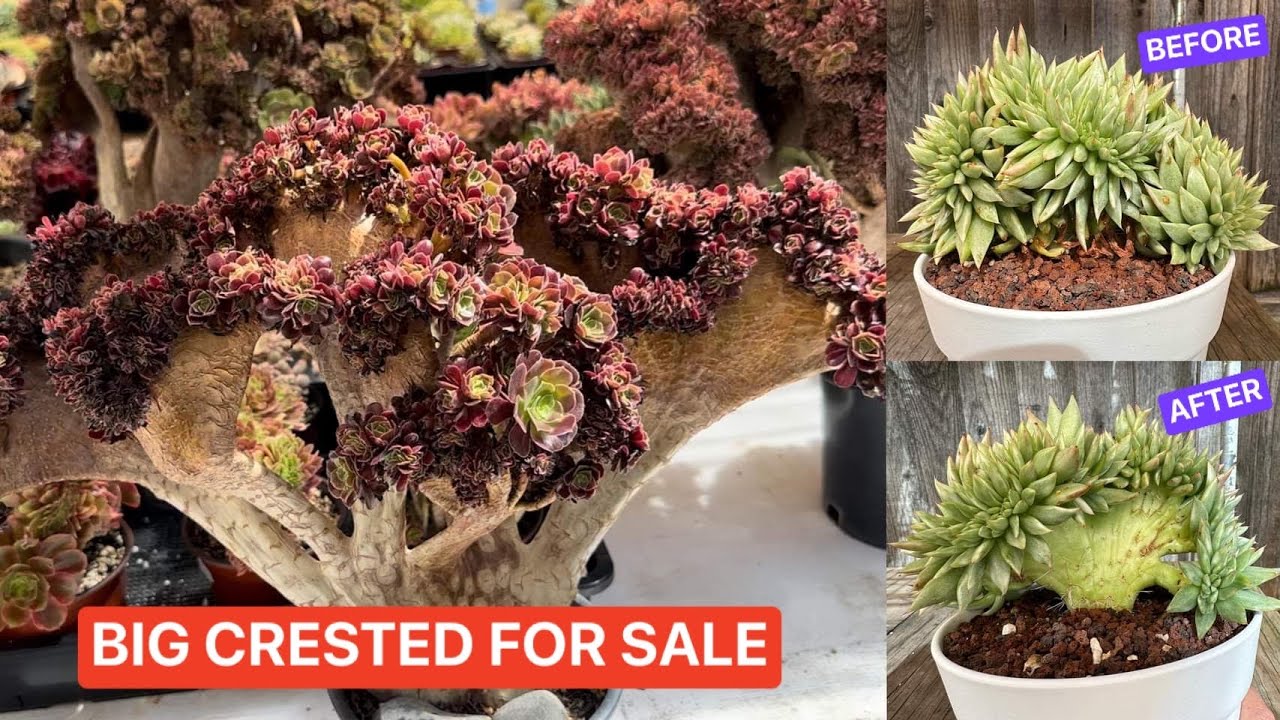 artisinal plant pots Artisan Clay Outdoor Planters main image 1