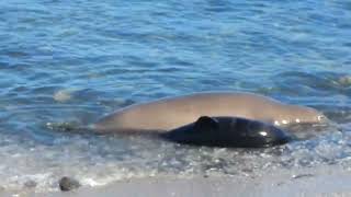 Monk seal and her pup at Kalolo Bay