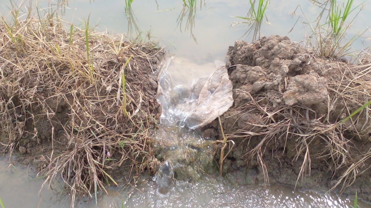 linsten to sound rice field water fall - YouTube