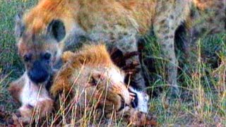 Lion vs Hyena - Hyena VS Lion - Askal