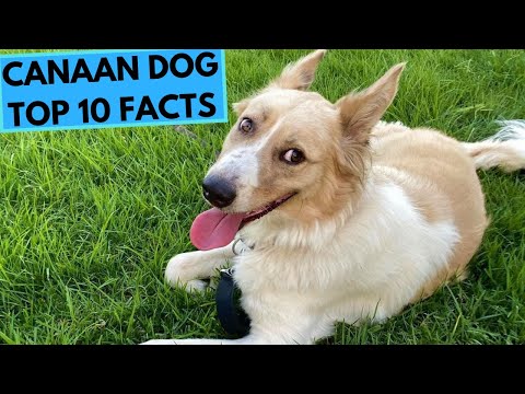 Video: Canaan Dog Dog Breed Hypoallergen, Gesundheit Und Lebensdauer