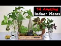 14 Amazing Indoor Plants that grow in Water