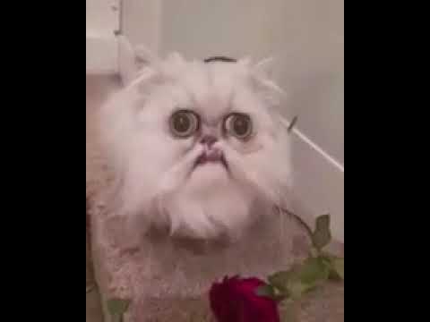 creepy cat 4 youtube