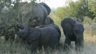 Herd Of Elephants - Babies Playing