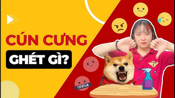 6 Điều Bạn Làm Mà Cún Cưng Rất Ghét - Hành Vi Của Thú Cưng | AZPET