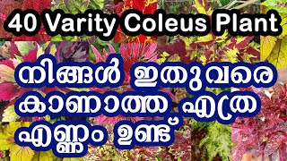 COLEUS PLANT VARIETIES l how to grow coleus plant bushy l Coleus plant care l easy tips & tricks