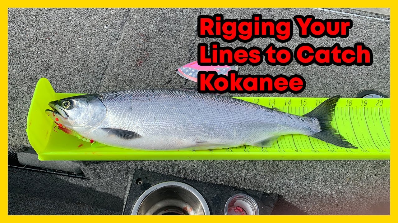 Rigging your Kokanee Lure and Dodger Basics 