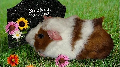 The Guinea Pig Song - Joe Pasquale