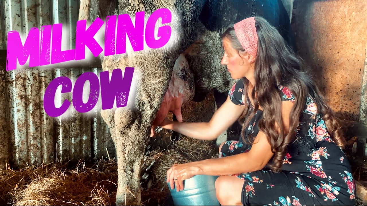 Milking Cow by Hand in my Homeland Vlog