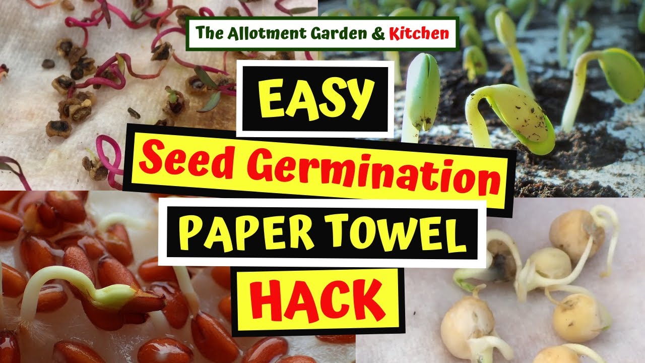 Germination Methods EASY Paper Towel Seed Germination Hack - A Step by Step Guide from ...