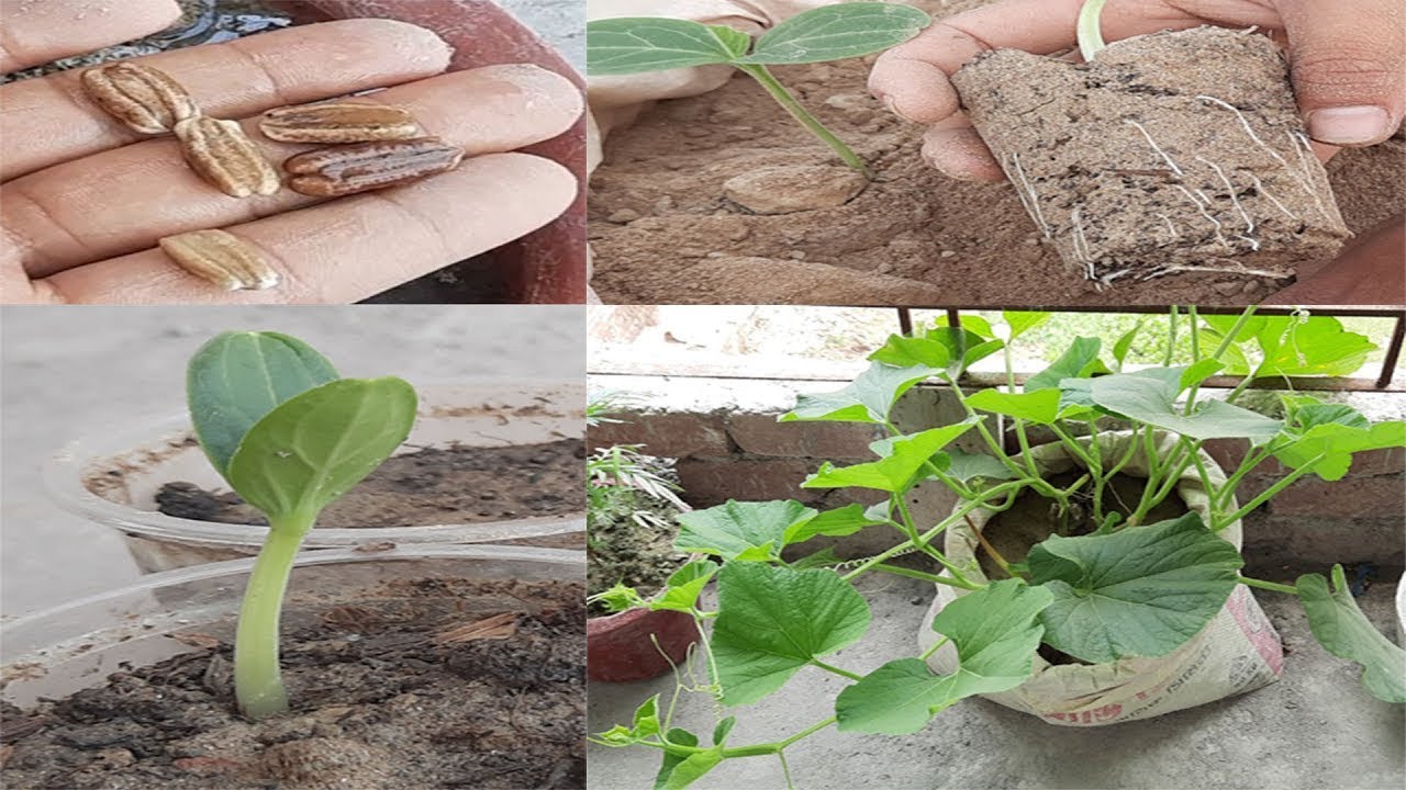 Fastest Method of Bottle Gourd Seed Germination10 YouTube