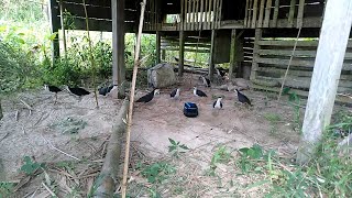 jerat ruak ruak di bawah kolong rumah