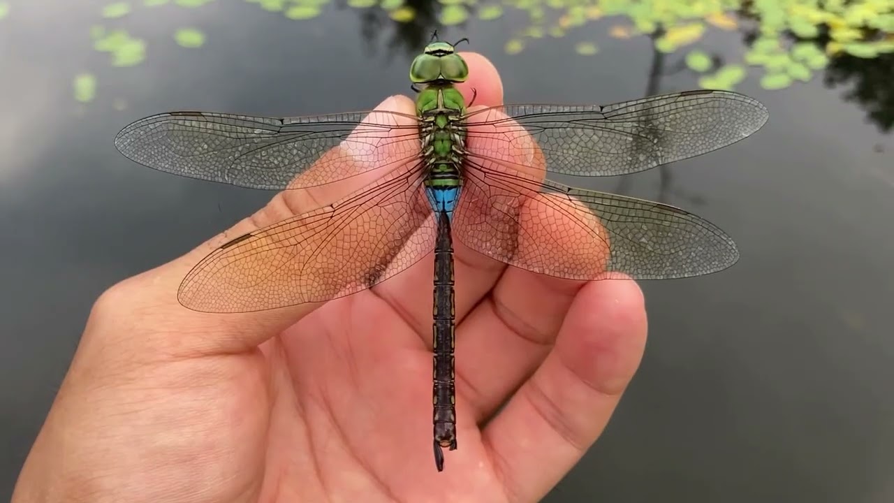 Catching A Mature Male Gin-Yamma; An Emperor Dragonfly At An Altitude Of 549m (August 17, 2023)