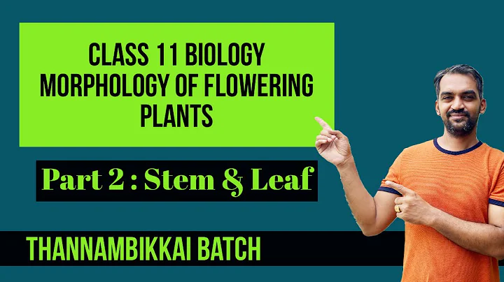 Morphology of Flowering Plants class 11 | Part 2 | The stem and The Leaf | Thannambikkai Batch
